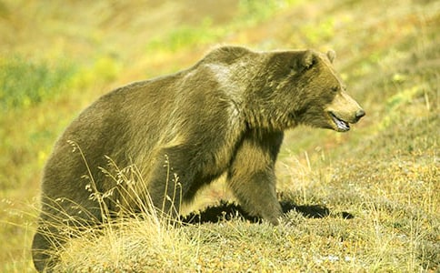 精選狗熊作文500字3篇