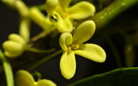 ����Ĺ����ġ��ϼ�15ƪ��