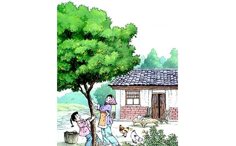 桂花雨的聽課心得