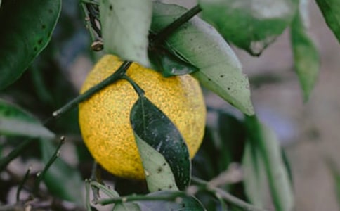 果園我的樂園作文