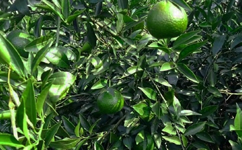 美麗的果園作文