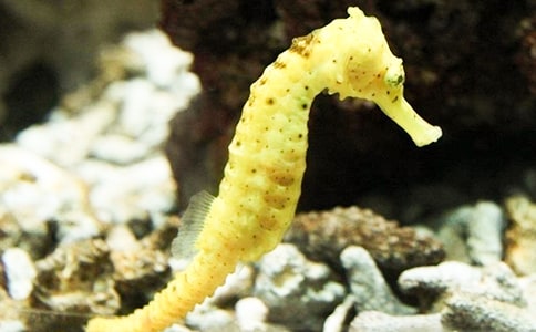 �а�ƌW��ӽ̰������R�ְ���������