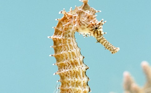 熱應激對小鼠海馬細胞構(gòu)筑的影響