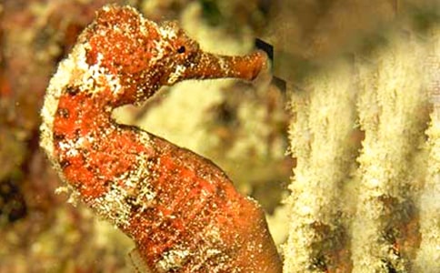 �����R�Ľ��]���x���--ҕ�