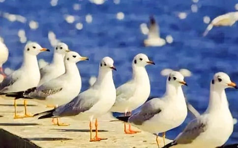 �����t�̼{ɭ���x���