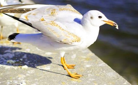 讀《海鷗喬納森》有感