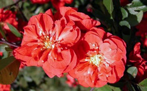 �Ⱥ��Ļ��_�҂���s����ɢ��