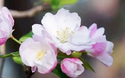 觀察海棠花作文(精選11篇)