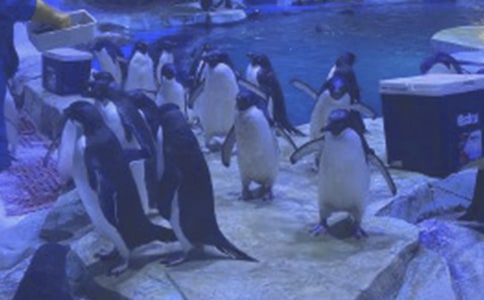 海洋公園游記作文范文