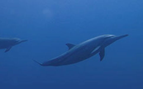 �옷�ĺ���֮�Ã�(y��u)������