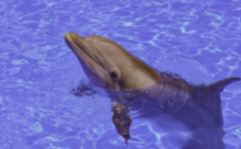 海豚灣游記作文