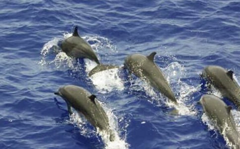 游海豚灣水世界敘事作文