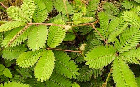 含羞草觀察日記(通用39篇)