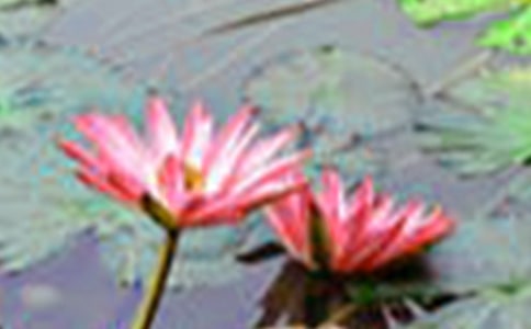 我喜歡荷花作文