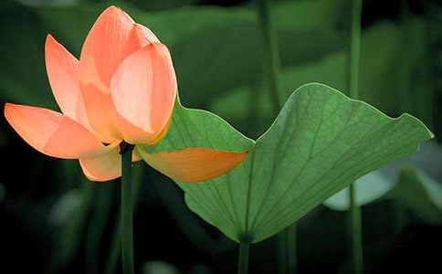 �����`�ɻ�����