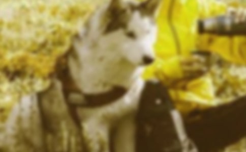 ���C�Z(y��)����������C����