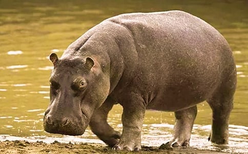 大班語(yǔ)言活動(dòng)教案:河馬村長(zhǎng)