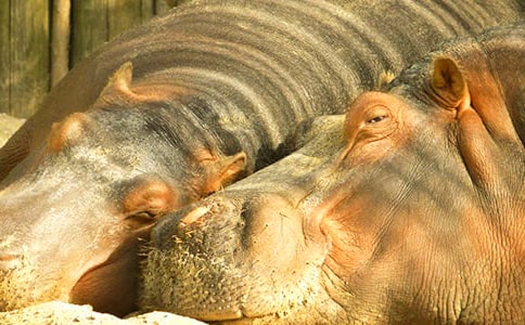 ����Rˮ�Ϙ�(l��)�@����