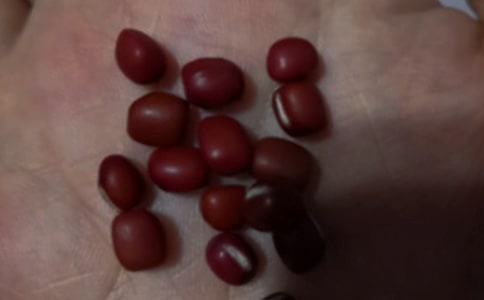 觀察紅豆日記(精選12篇)