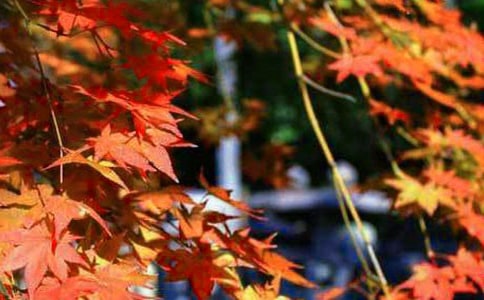 秋天的紅葉優(yōu)秀作文