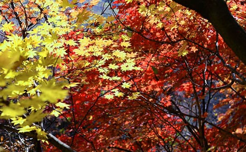 ����ļt�~����