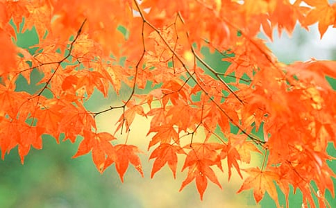 ����ļt�~����