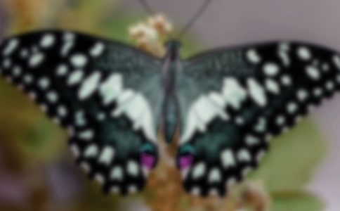 �������Y��Ů��ɢ��