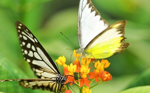 秋天的蝴蝶作文5篇