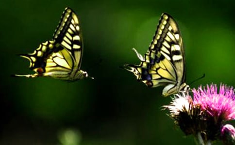 初中說(shuō)明文:烏龜和蝴蝶