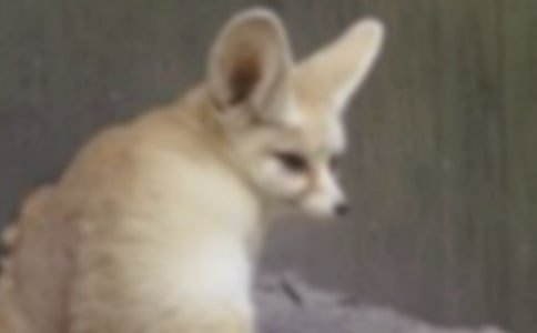 狐貍與老虎決斗900字作文