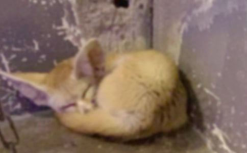 �ƻ��ĺ�؂��(y��u)��ͯԒ����