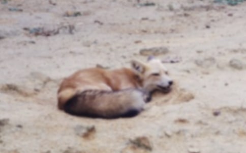 實用的狐貍童話作文合集8篇