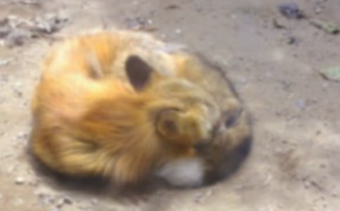 ͯԒ���ģ����f�ͺ�؂������