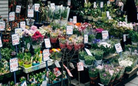 夢中的花店作文