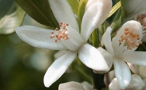 像花朵那樣綻放作文800字