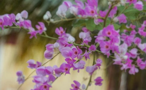 �Ҳ��Ǳ����Ļ�������900��