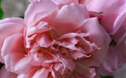 讓生命開出燦爛花朵作文500字