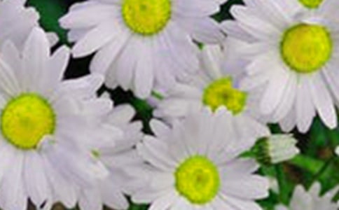 開(kāi)在心靈深處的花朵敘事作文600字