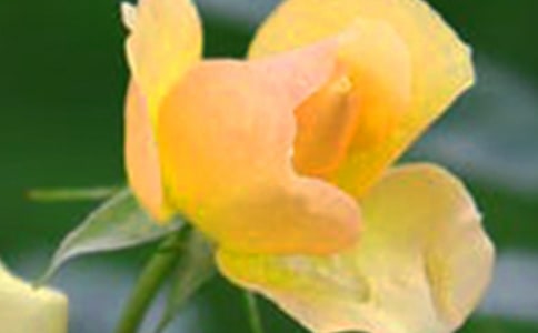 心中盛開的花朵作文