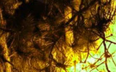 (���x)����¹��ĵ��w��