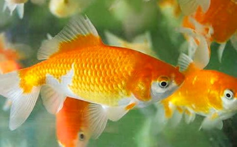 金魚的秘密作文