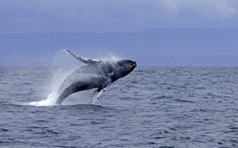 �L�~���������ķ���600��