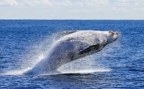 �L�~����������350��