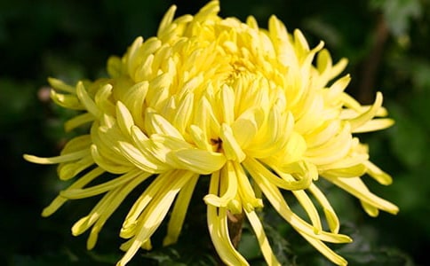 寫秋天的菊花的作文