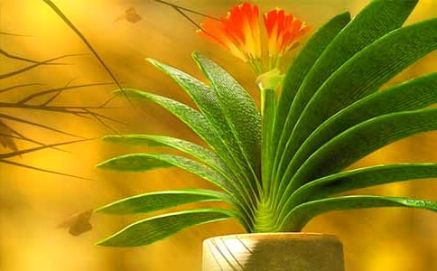 描寫君子蘭的觀察日記(通用6篇)