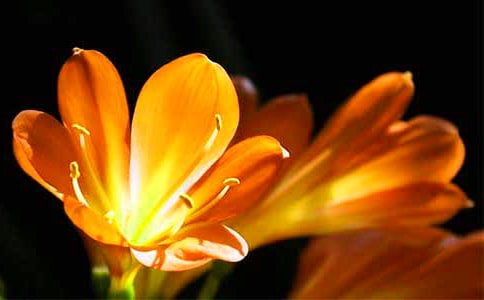 君子蘭觀察日記