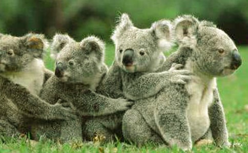 自主招生聯(lián)考拉開報(bào)名帷幕 浙大提供優(yōu)惠分值