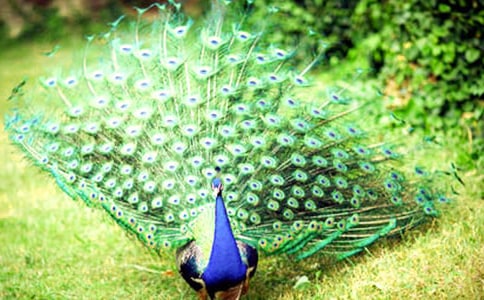 精選驕傲的孔雀童話作文3篇