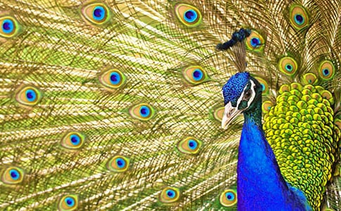 實用的驕傲的孔雀童話作文三篇