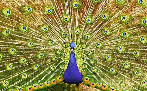 關于驕傲的孔雀童話作文合集五篇